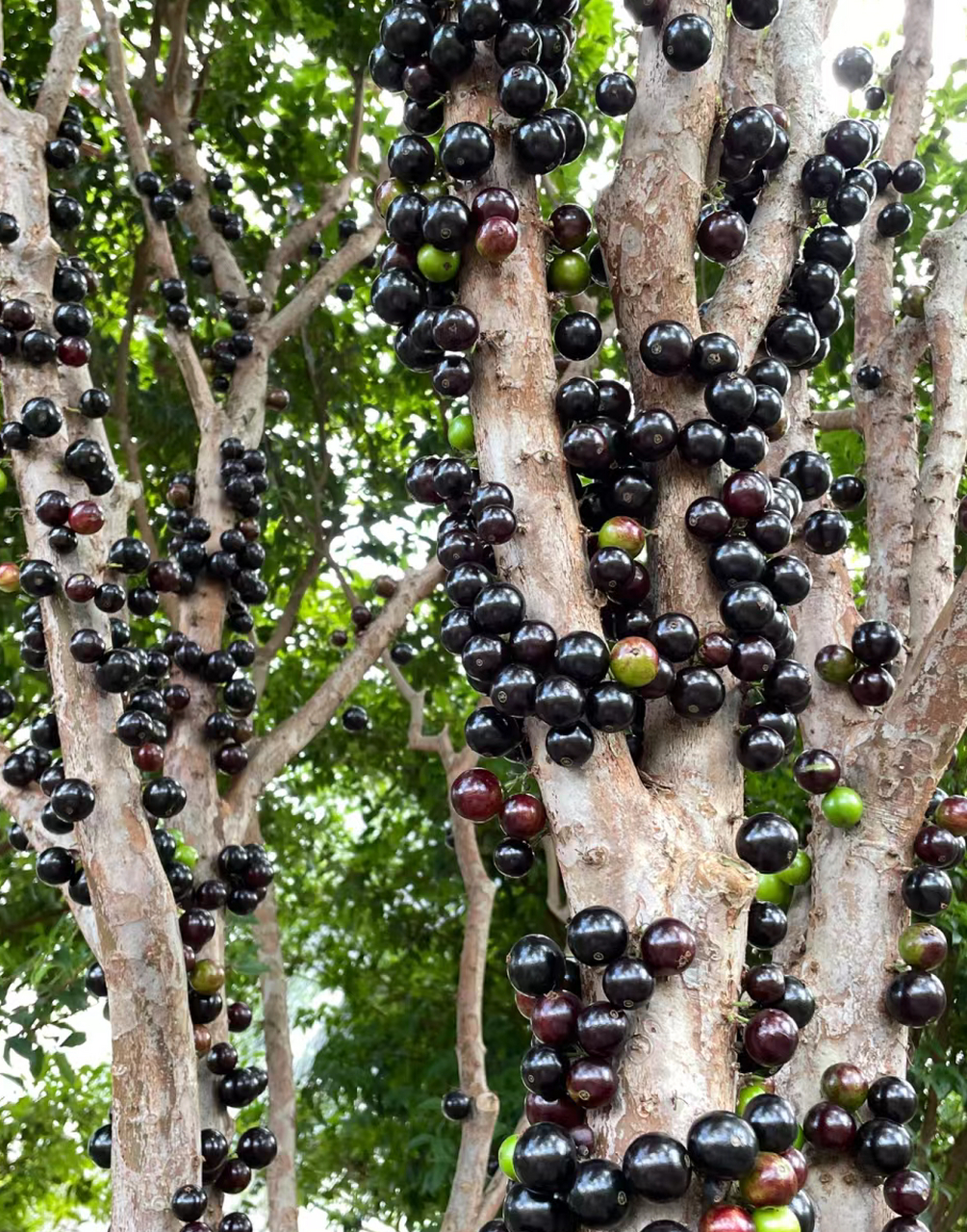 嘉宝果也叫树葡萄,是一种长在树干上的热带水果8年种植才得以少量产果