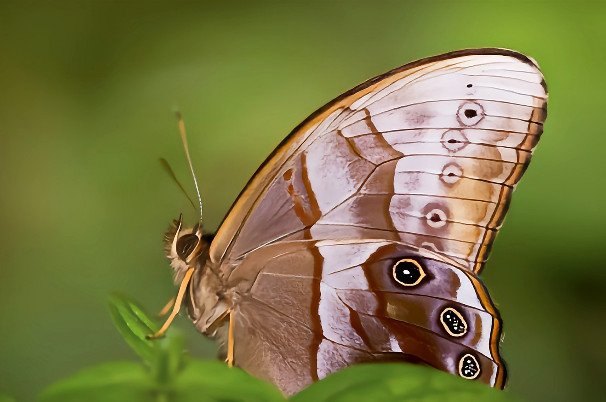每天认识一种昆虫——曲纹黛眼蝶 曲纹黛眼蝶是鳞翅目,眼蝶科,黛眼蝶