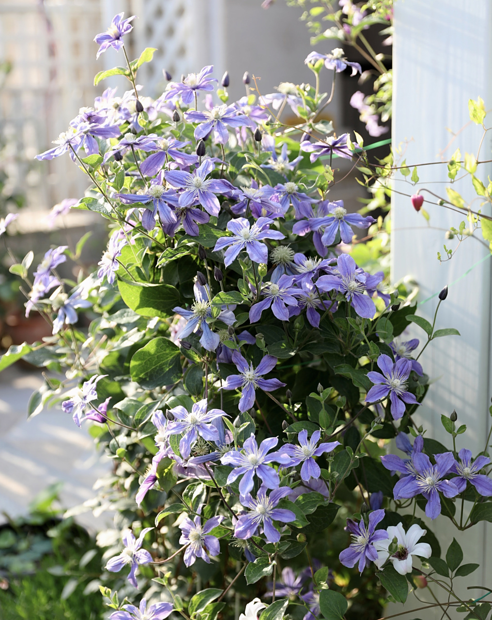 切花铁线莲—阿拉贝拉 英国品种,由b.