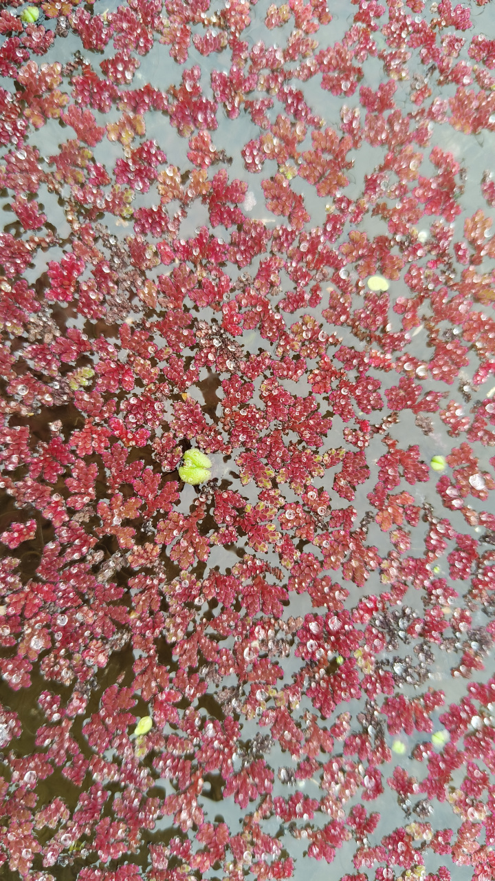 今天下乡在野外看到一大片红浮萍生长在稻田里,还挺好看的.