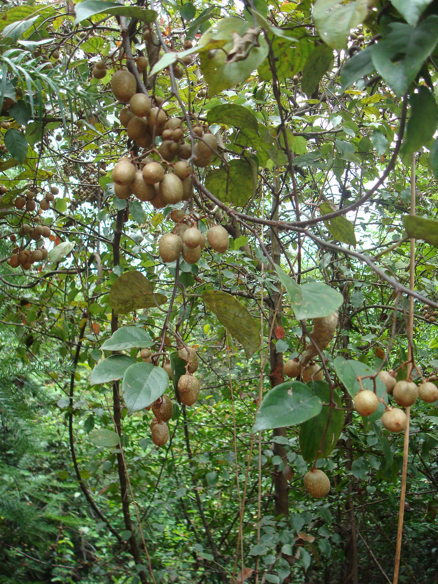 30种美味的野果子,小时候经常吃,你认识几种?