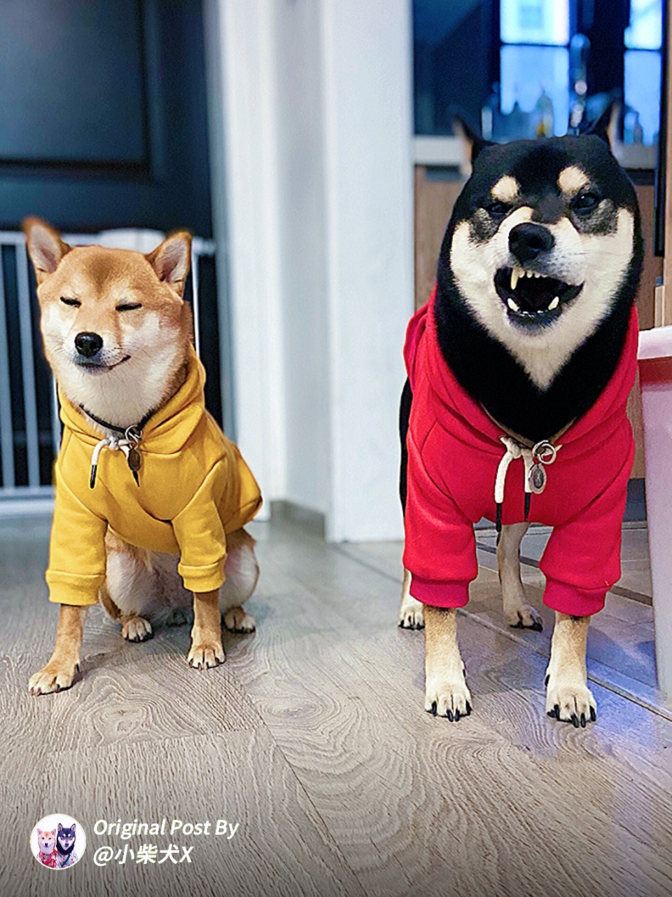 给小柴犬们安排了情侣装  天凉了,给小x小u准备入冬的外出服,既然它俩