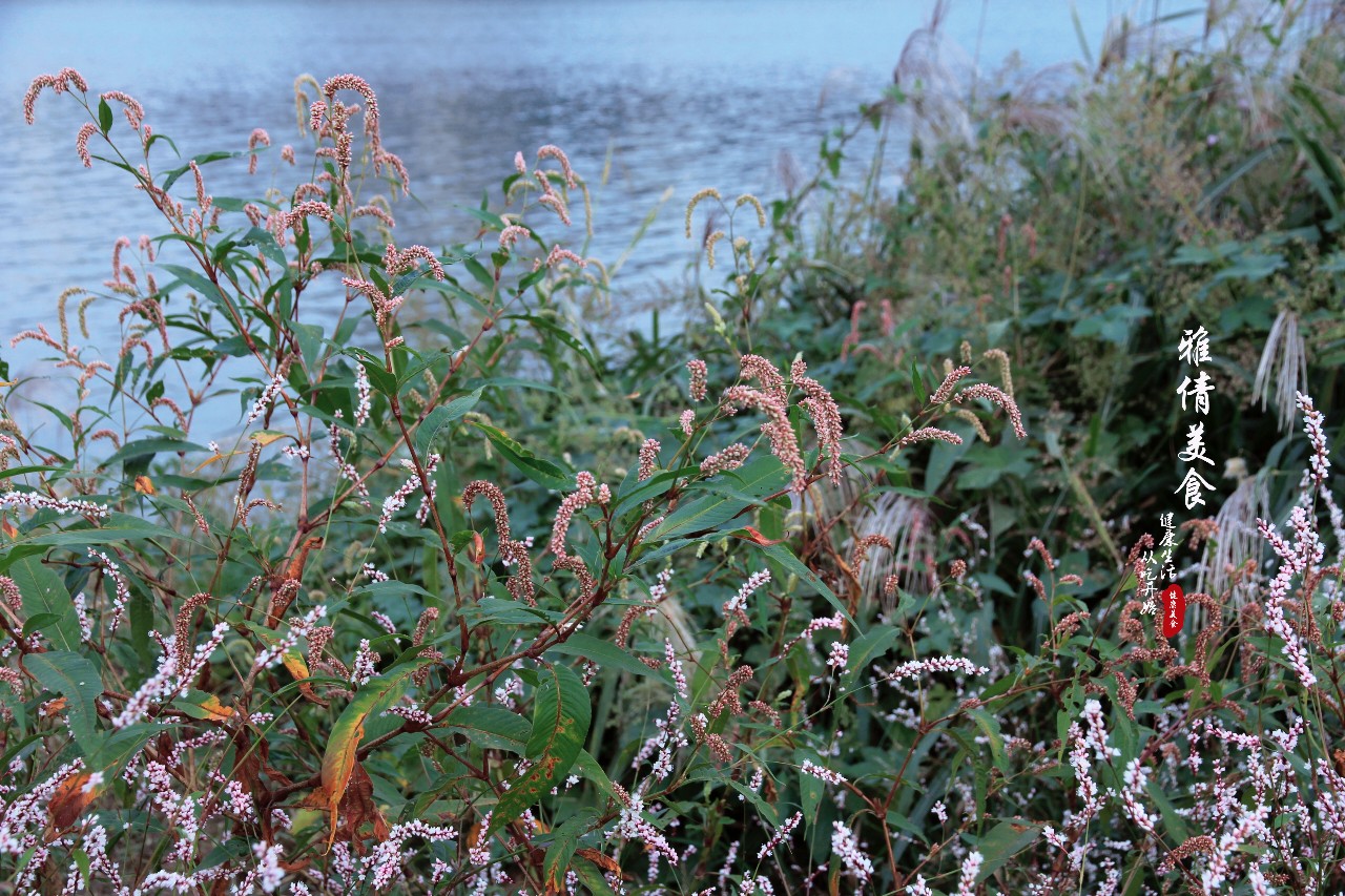俗称"酒曲草",比辣椒还辣,却是天然酿酒食材,如今可珍贵了