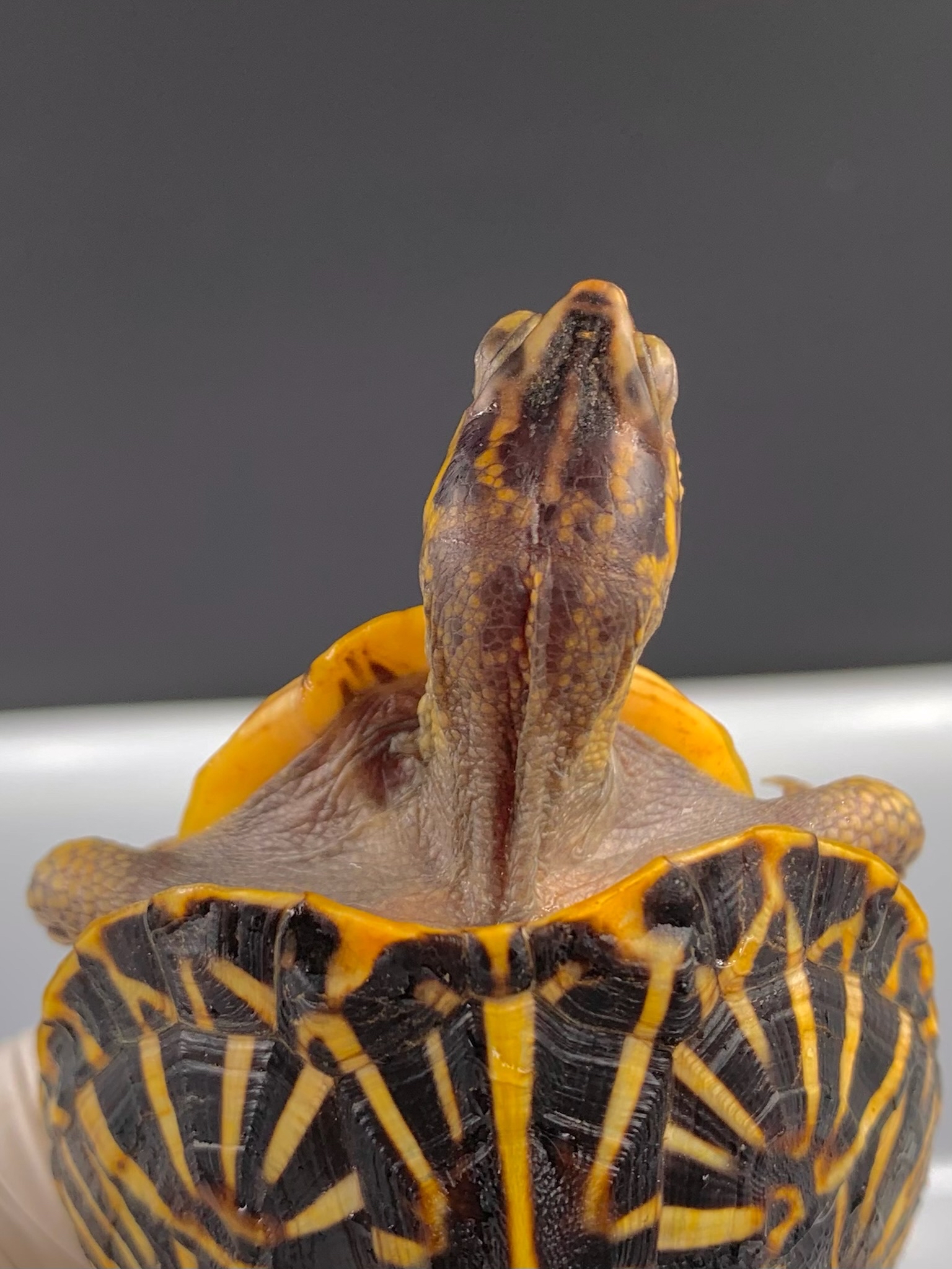 东部箱龟极 品佛箱母2020年龟,超高收藏价值!