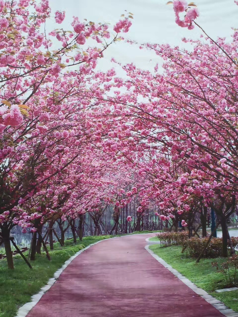 总溪河樱花图片