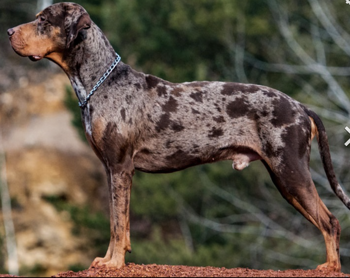 捷克梗类犬图片