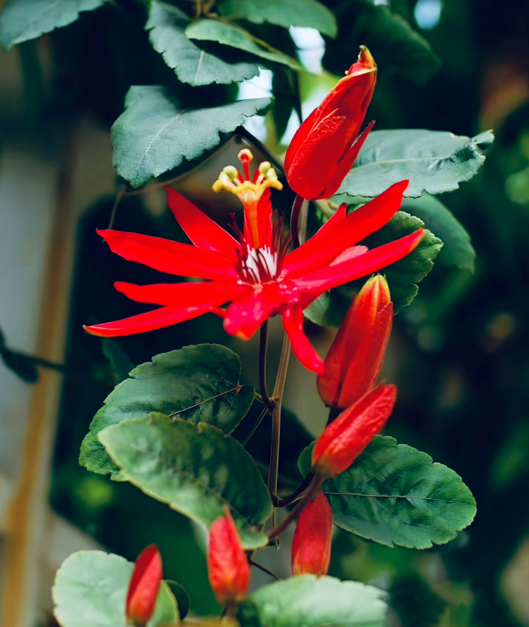 红花西番莲,鲜花盛开红艳艳,别致花形好艳红!竖立状奇特花芯!好美喔!