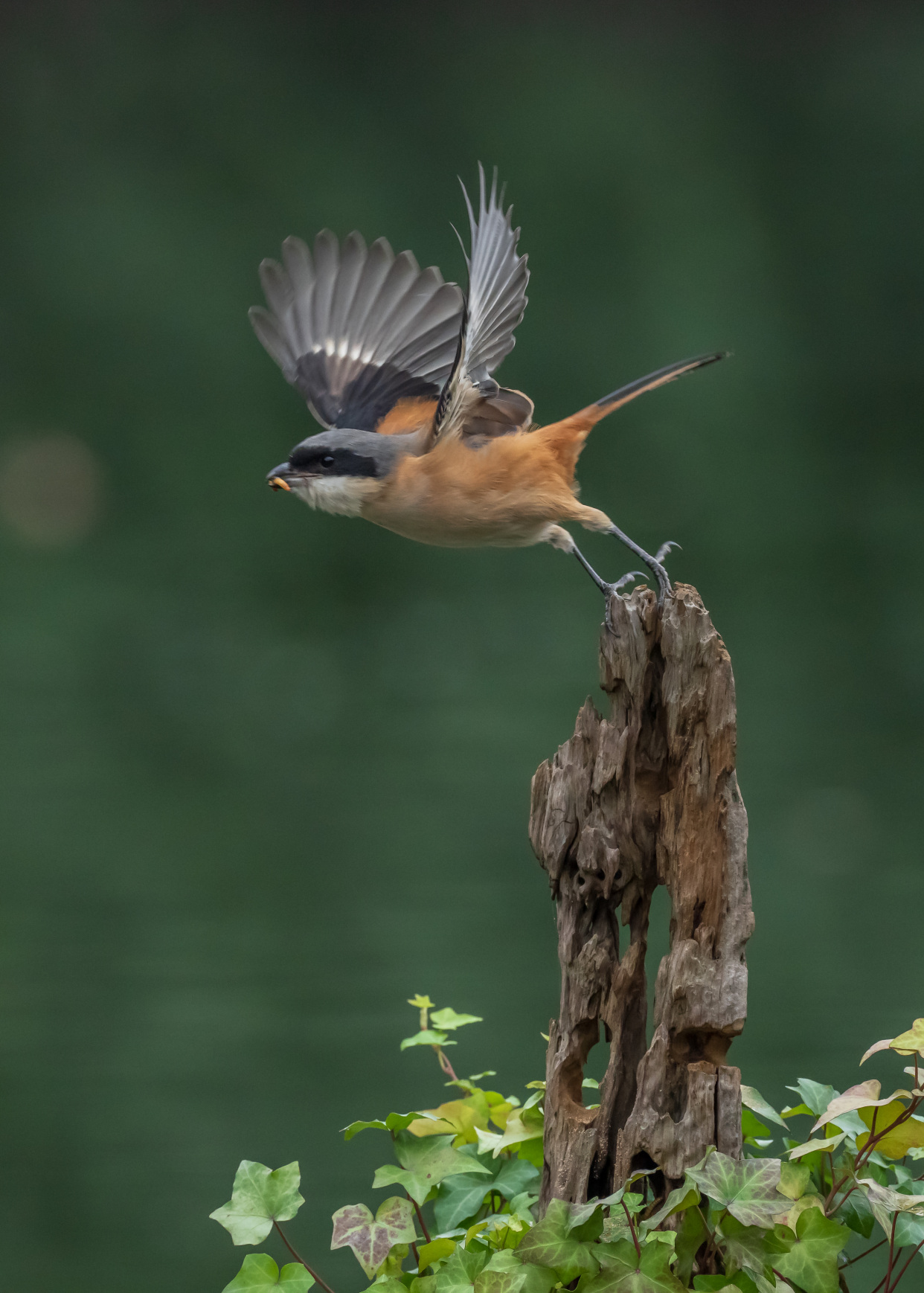 鸟中之王伯劳鸟,勇攀一柱擎天