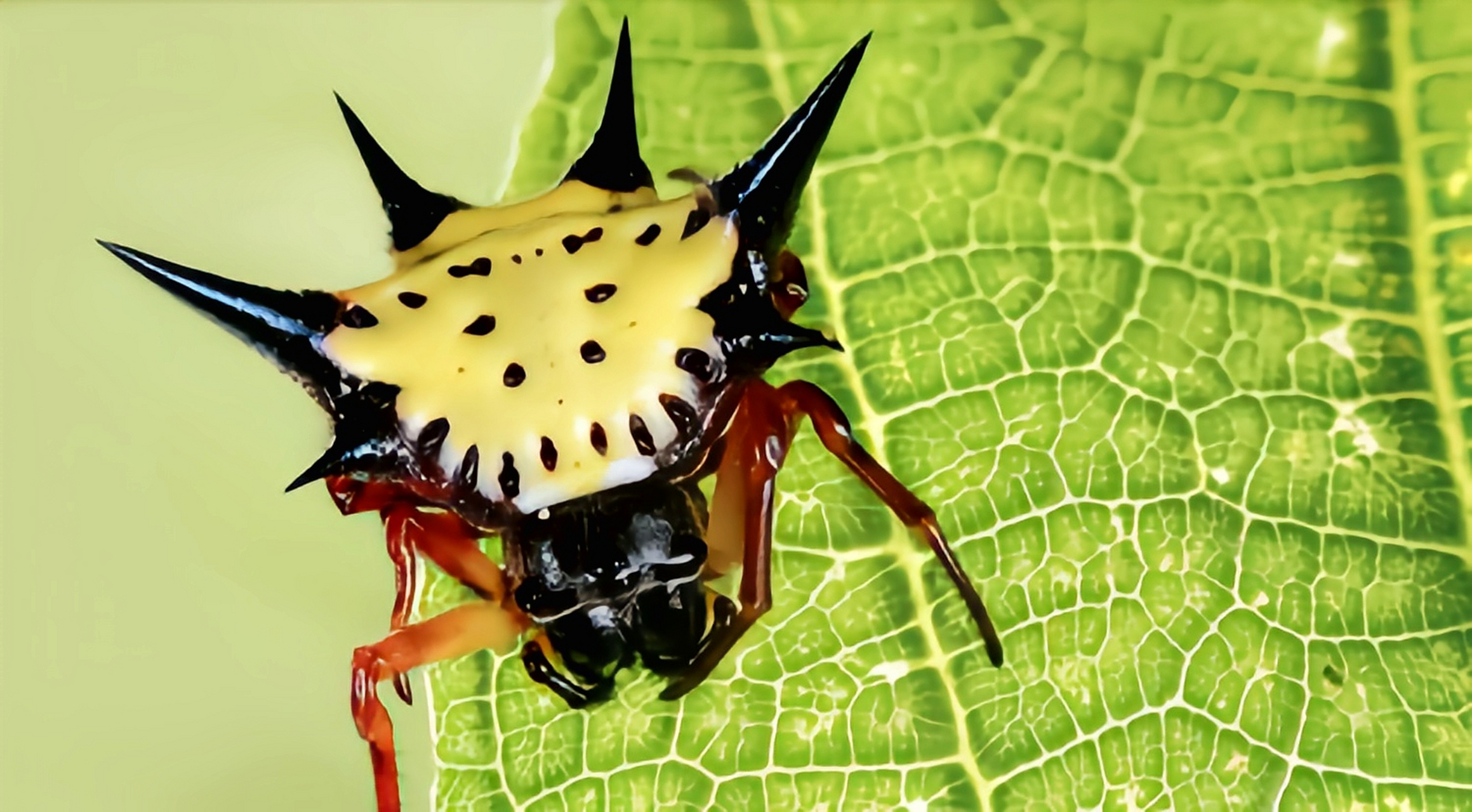 梭德氏棘蛛体型微小,雌蛛8-10毫米,头胸部黑褐色,腹背略椭圆坚硬