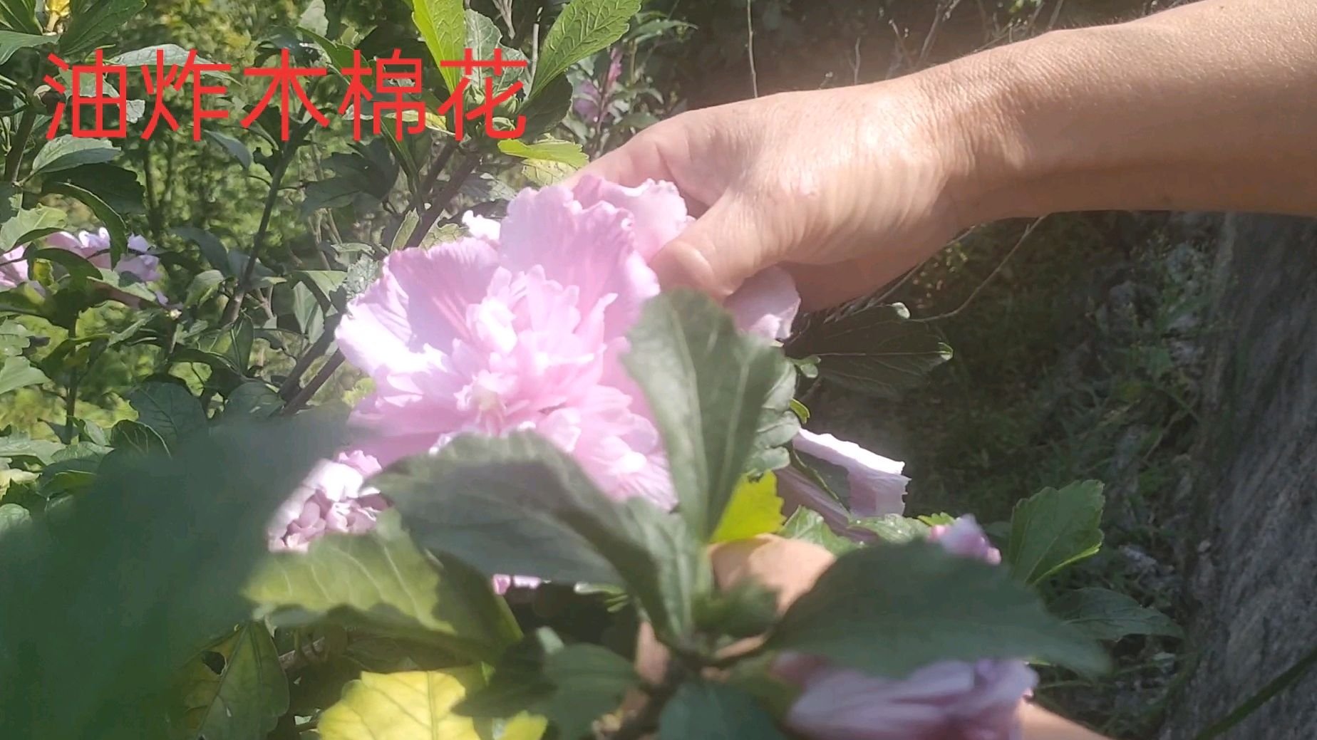 江西客家名菜,油炸木棉花,好吃赛过红烧肉