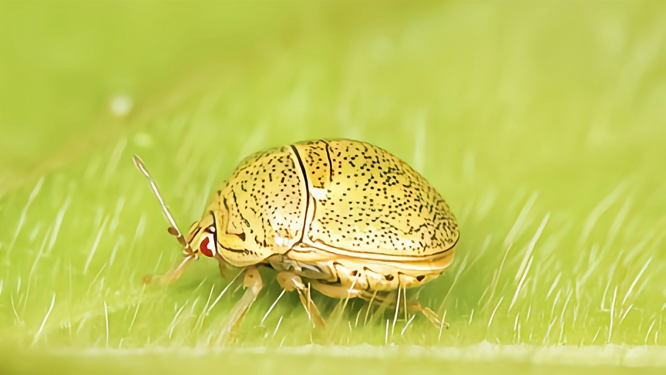 豆龟蝽与圆龟蝽属相似,体卵圆形,背面隆起,小盾片发达,覆盖整个腹部