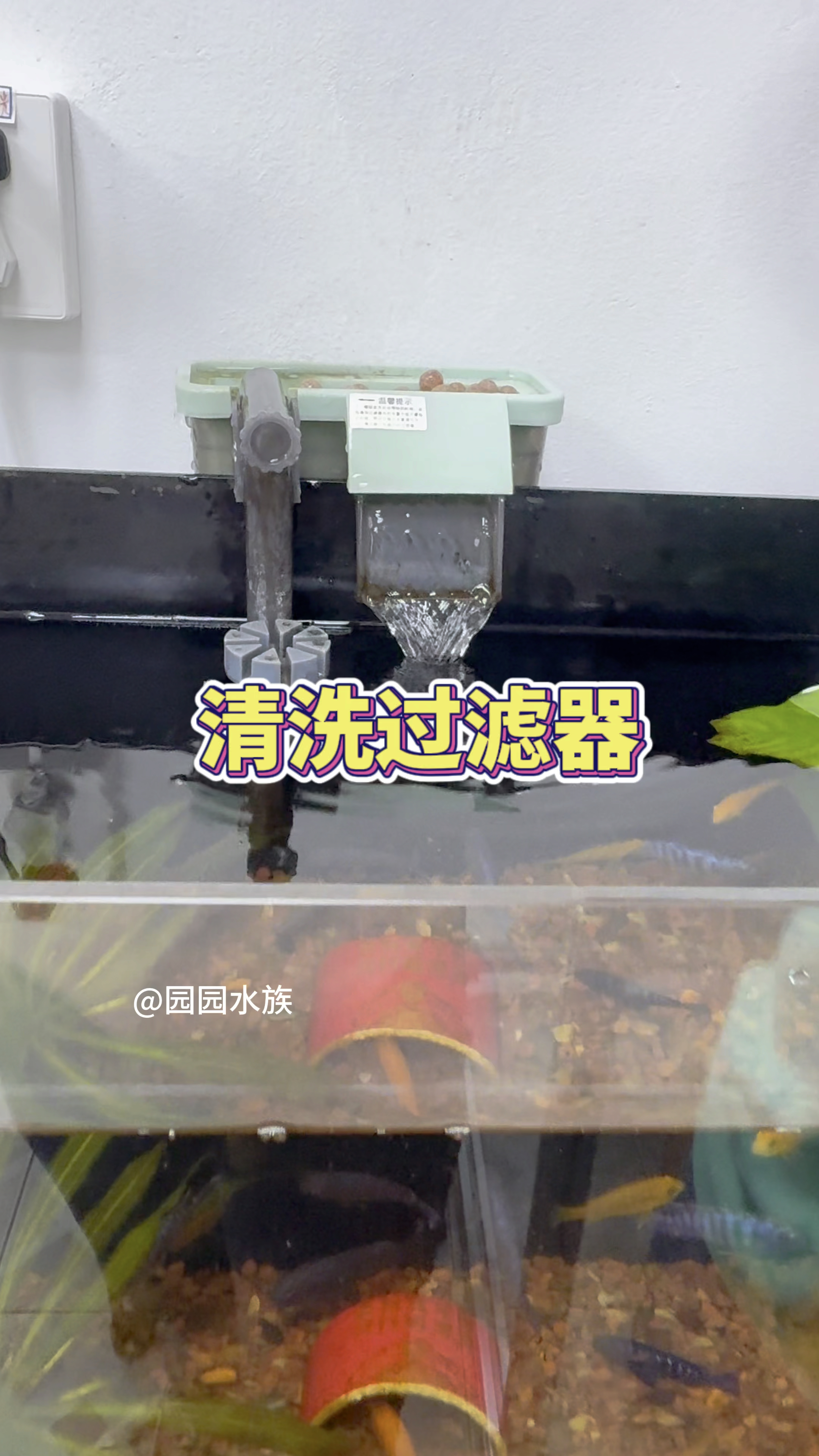 小鱼缸的过滤器脏到没朋友,该给它洗个澡了#水族#观赏鱼#养鱼养心