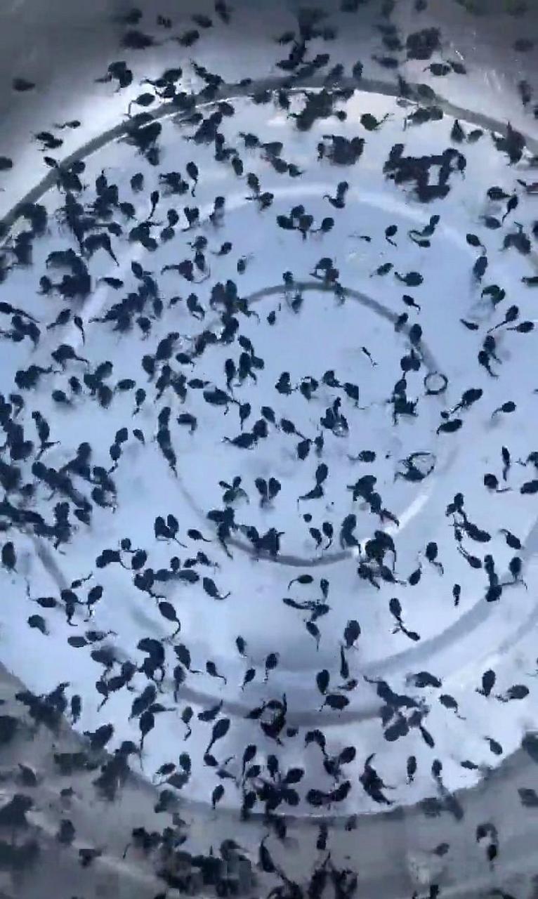 这么多小蝌蚪养不起啊!