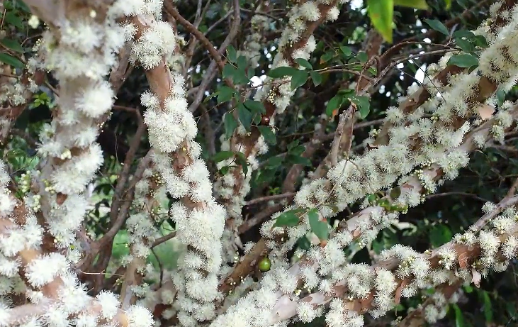 价格昂贵的嘉宝果,为何国内很少有人种植?