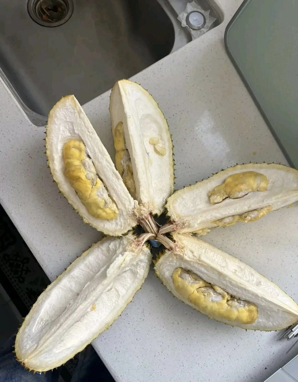 事实证明果型好并不能代表什么 也会开出榴莲糖