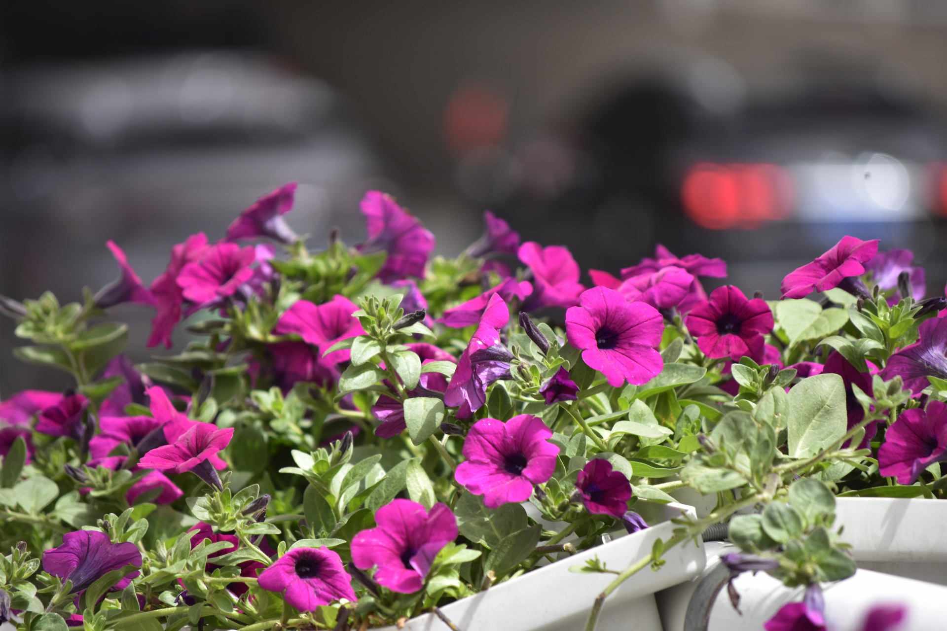 马路边的矮牵牛花.