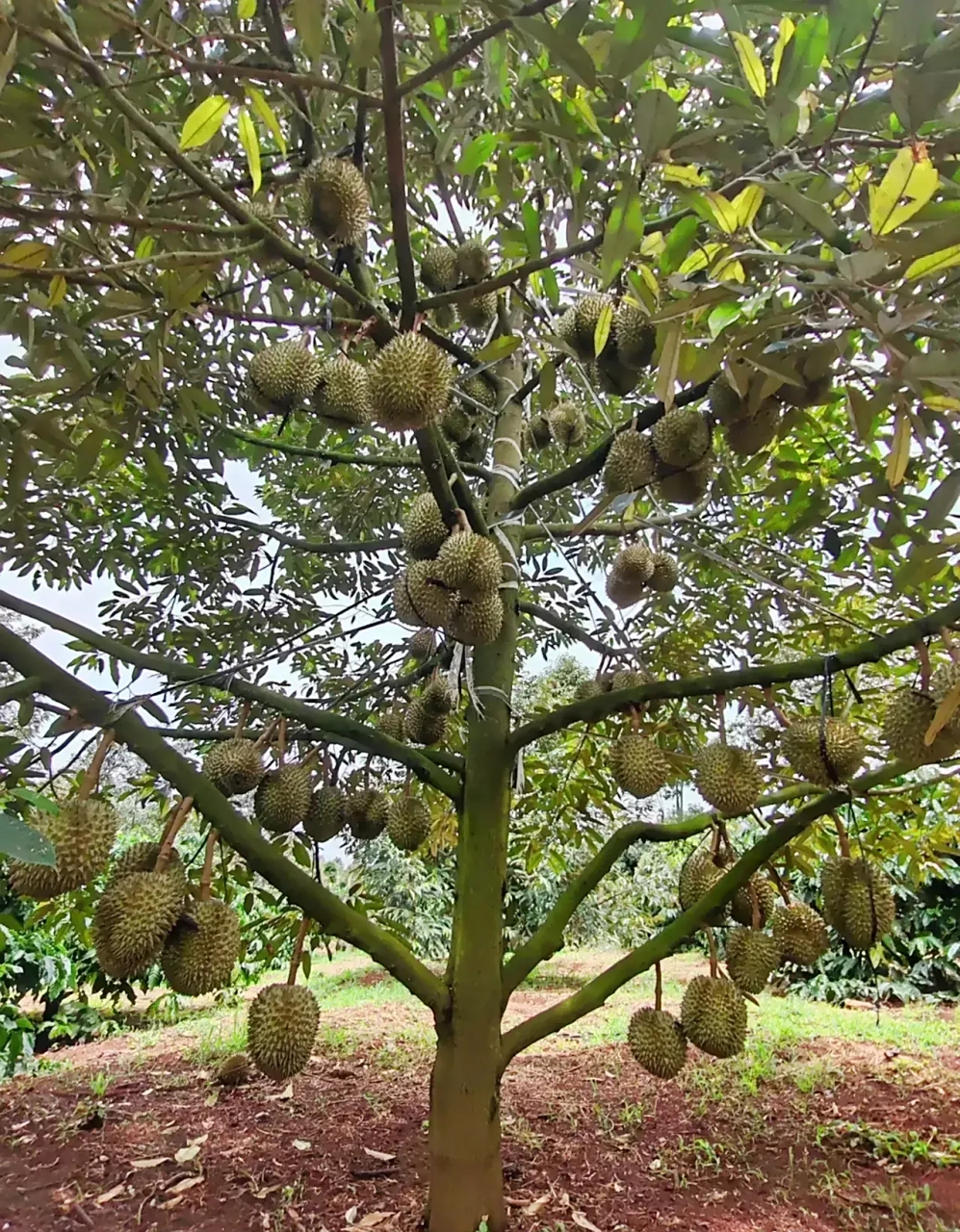 海南大规模种植30000亩榴莲树,终于迎来大丰收,不少