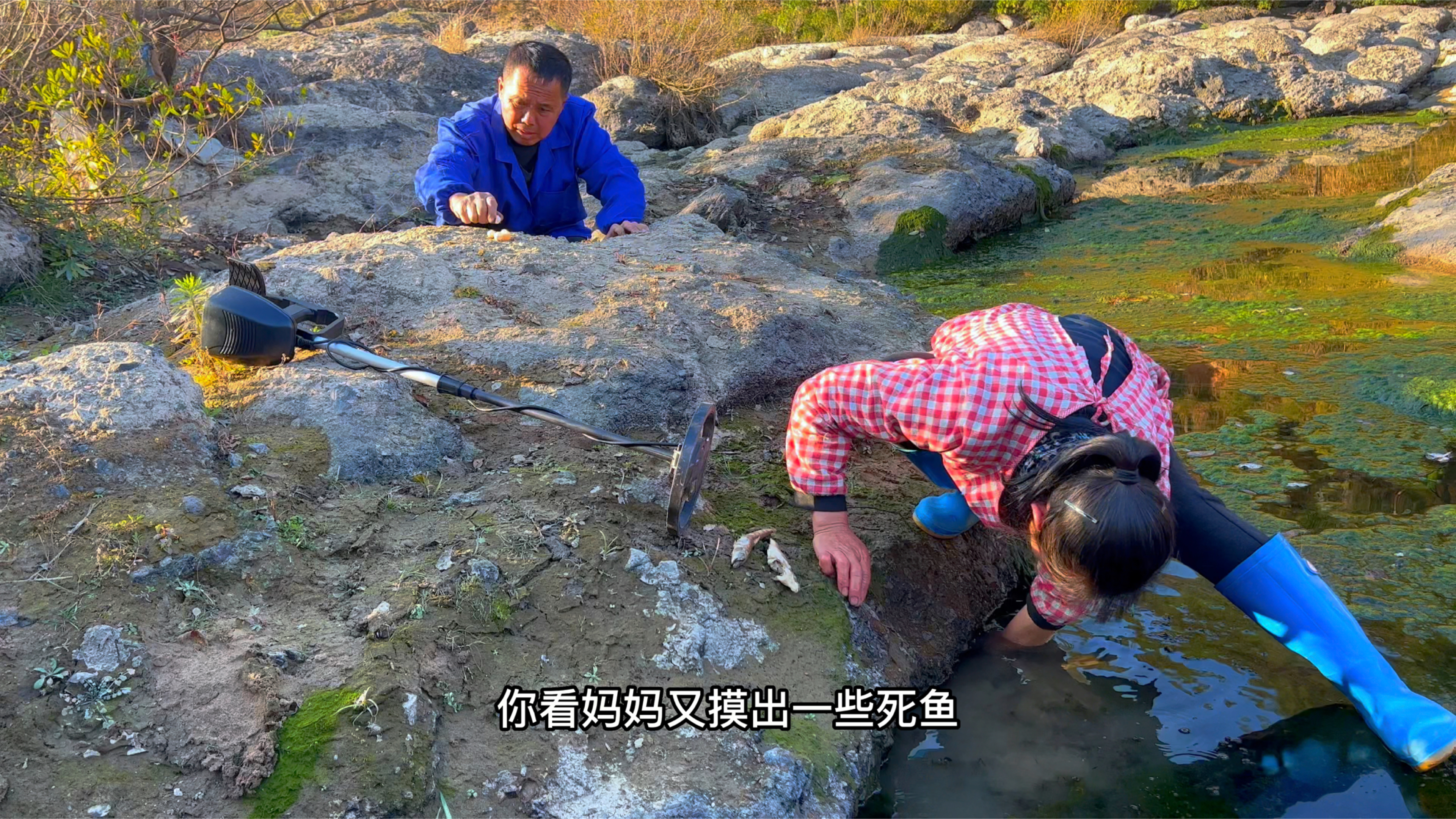 抽干水坑,发现很多种类鱼