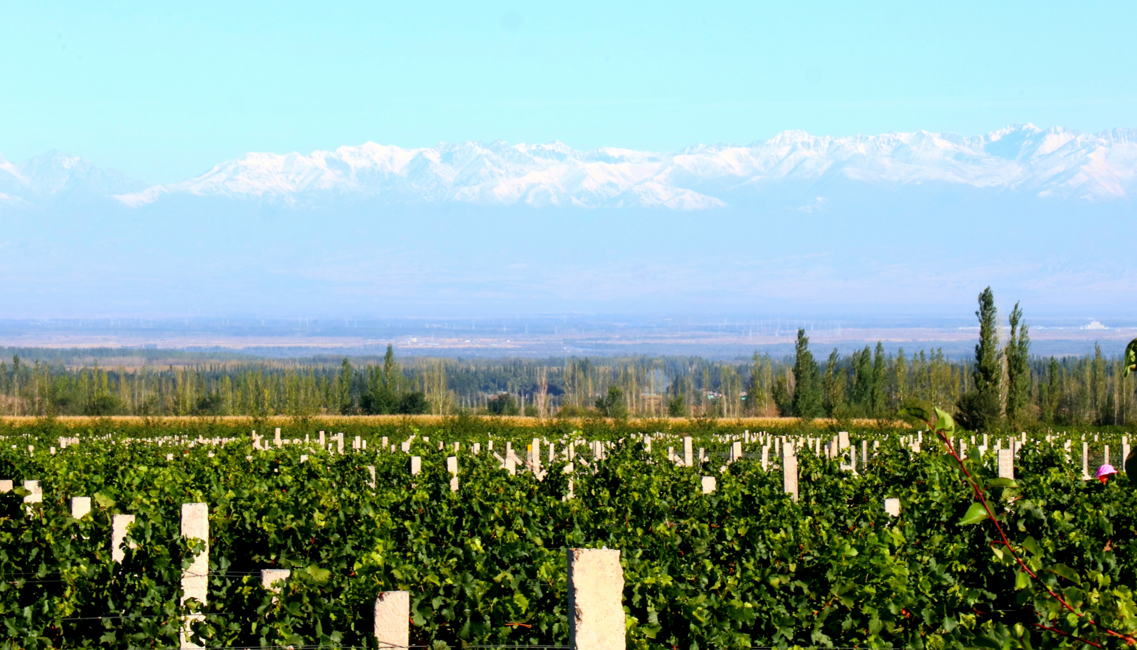 中国最西的葡萄园,新疆伊犁河谷丝路酒庄的67团鸟巢葡萄园.