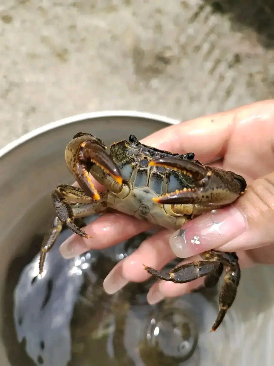 河沟里抓到的土螃蟹,个头不大本来想用来放生,却被19岁的小姑子用来