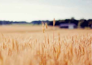 《窑湾古镇奇闻趣事》电子版