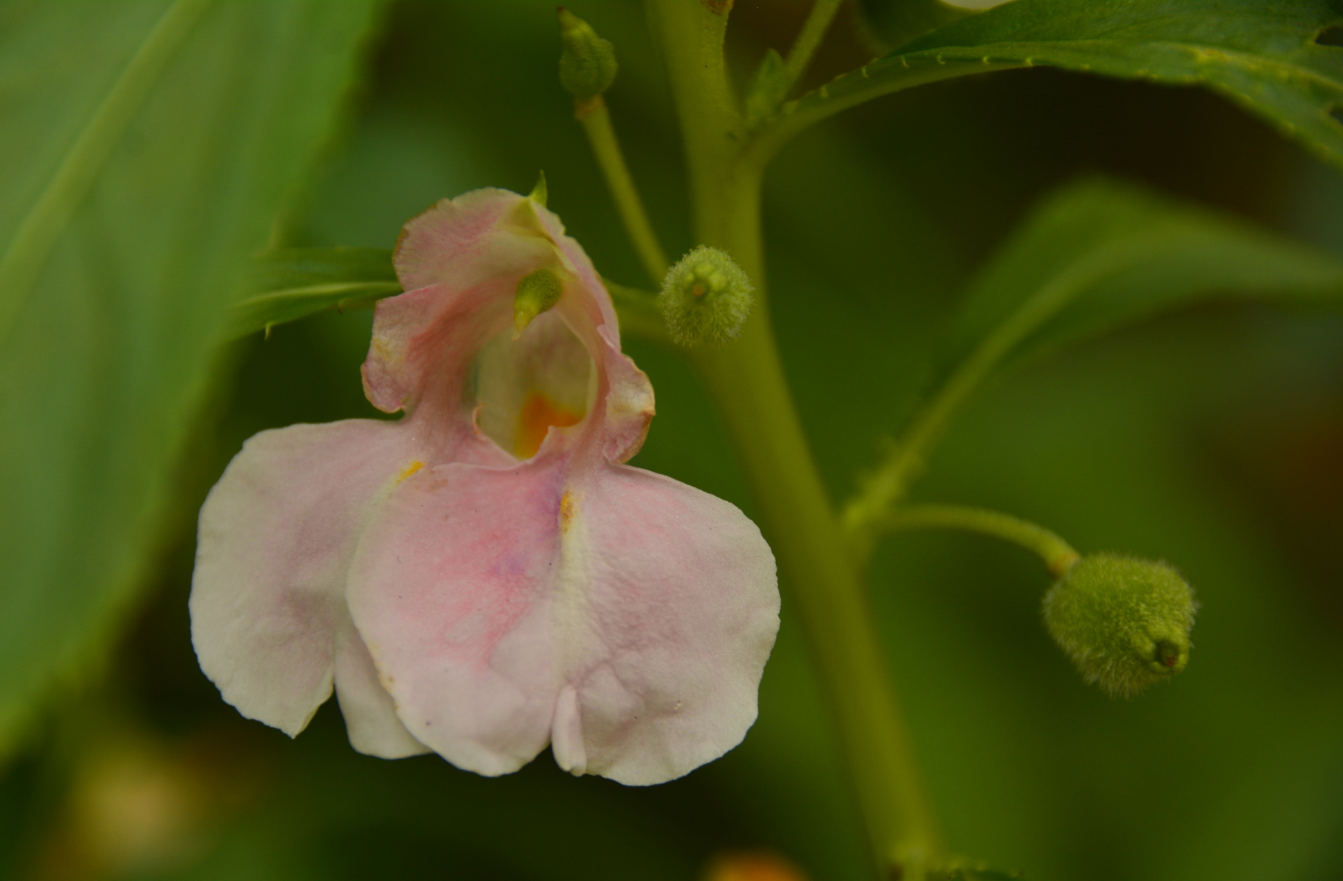 在烟桥村民居前看到这紫粉白三种颜色的小花,甚是喜欢,以为自己又发现