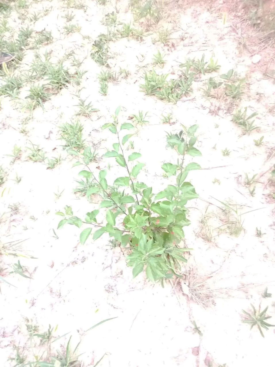 拼多多真是坑得多 在拼多多上拍了几次车厘子(大樱桃)苗,几十株仅成活