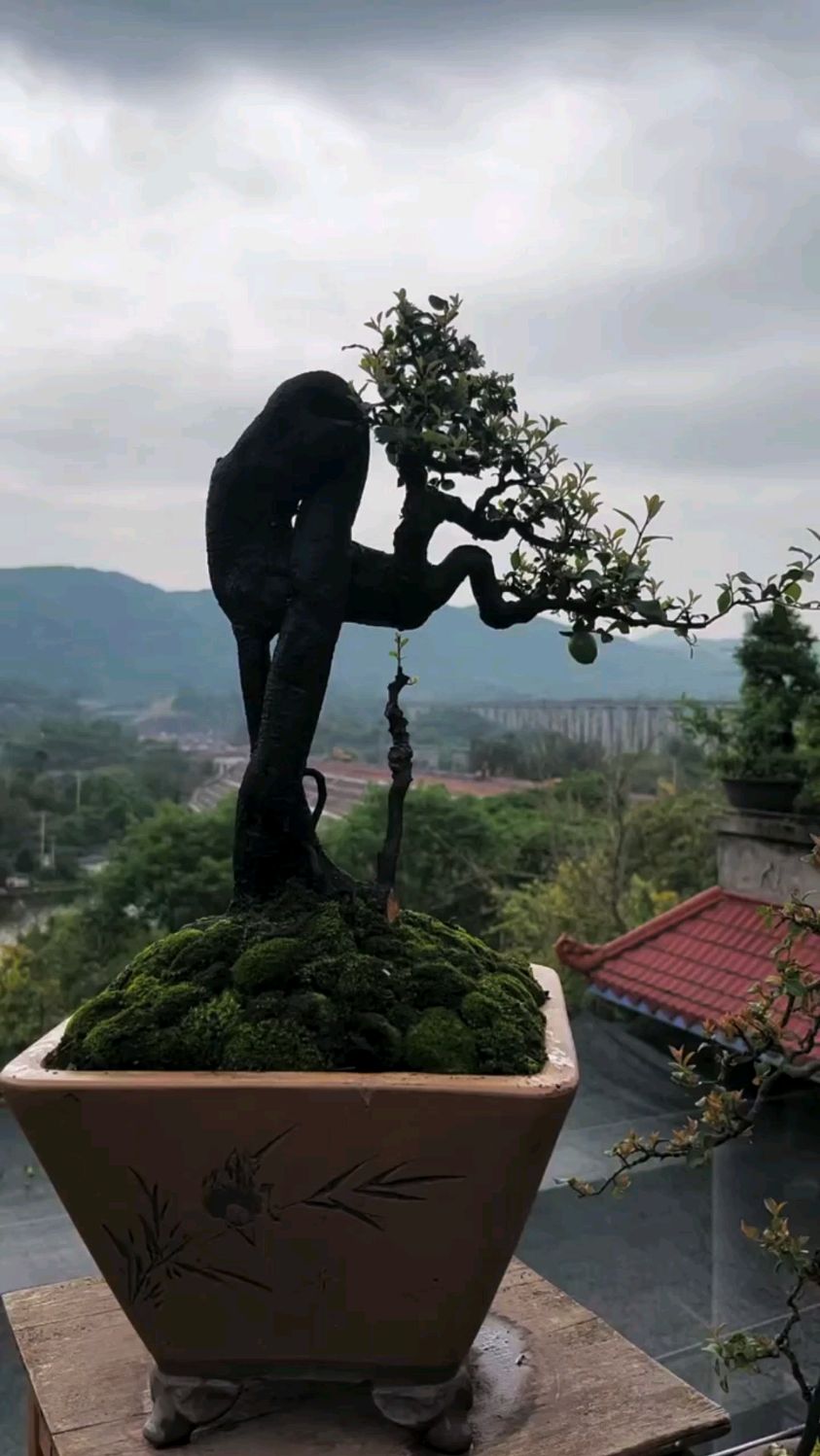 原生小叶金弹子