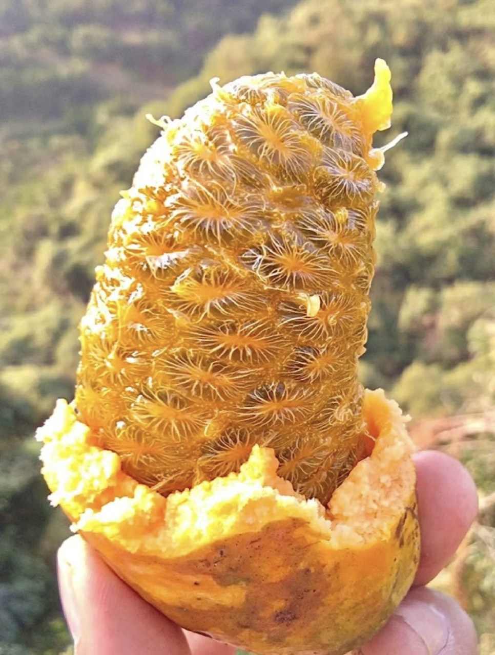 网友:奇奇怪怪的水果,吃过两个以上算我输,我倒立洗头!