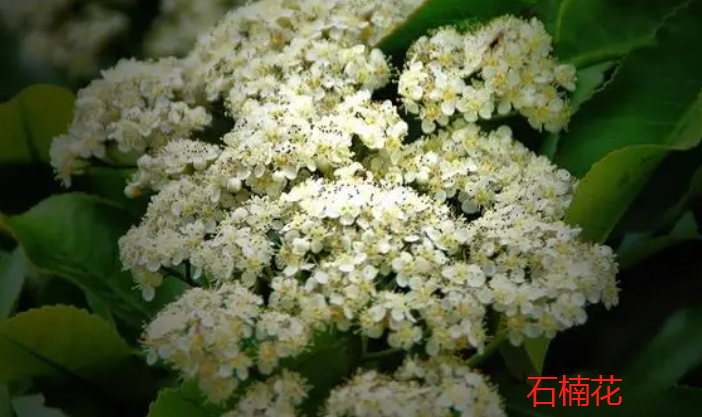 石楠花的丁香花的区别