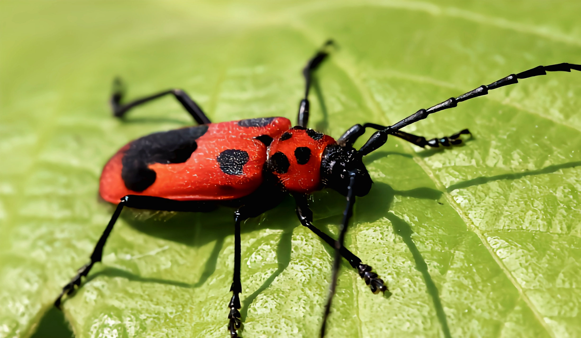 每天认识一种昆虫——帽斑紫天牛 帽斑紫天牛是鞘翅目紫天牛属昆虫.