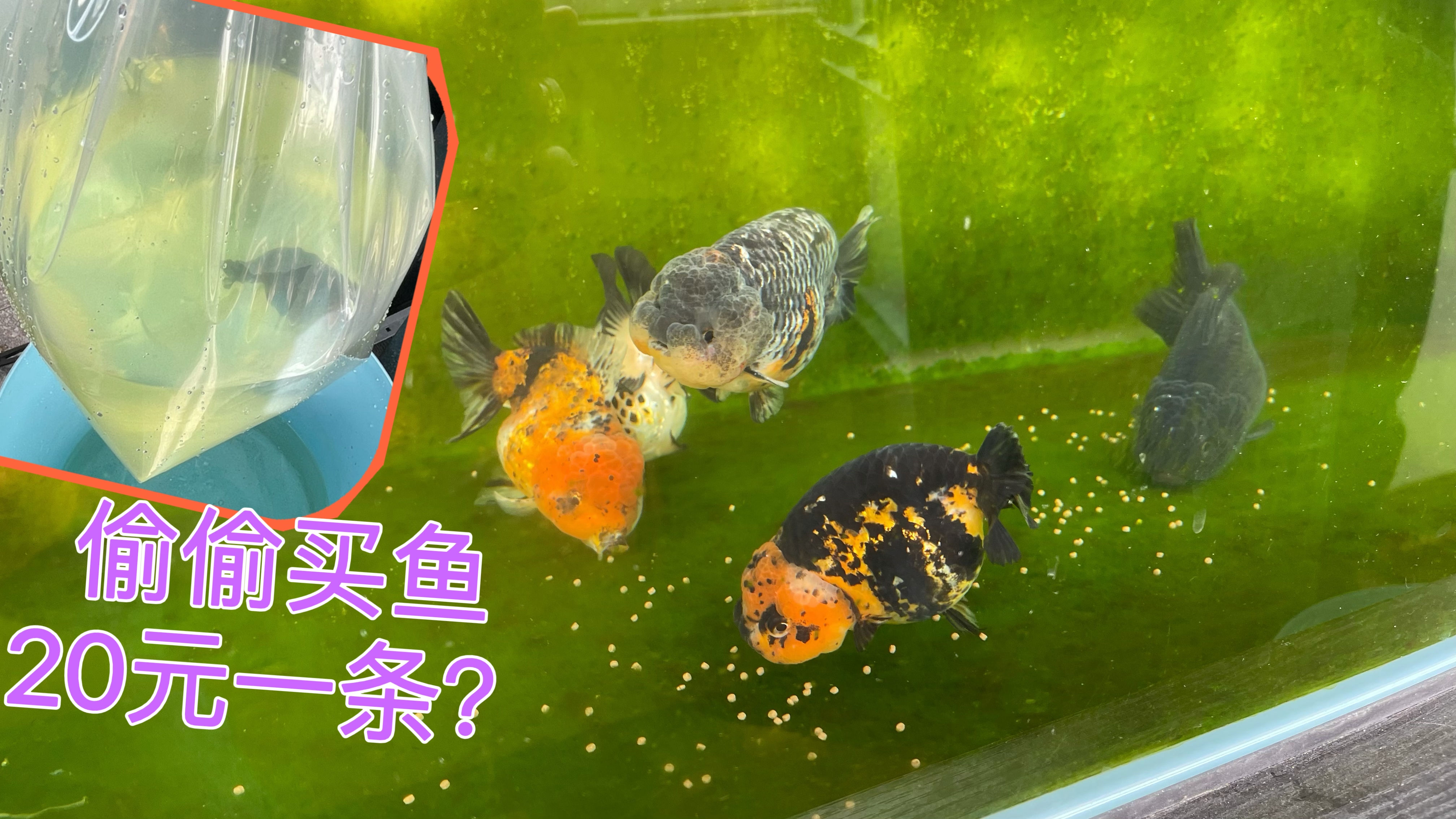 老公网上买泰狮元宝金鱼,回来报价格20元一条还说买贵了