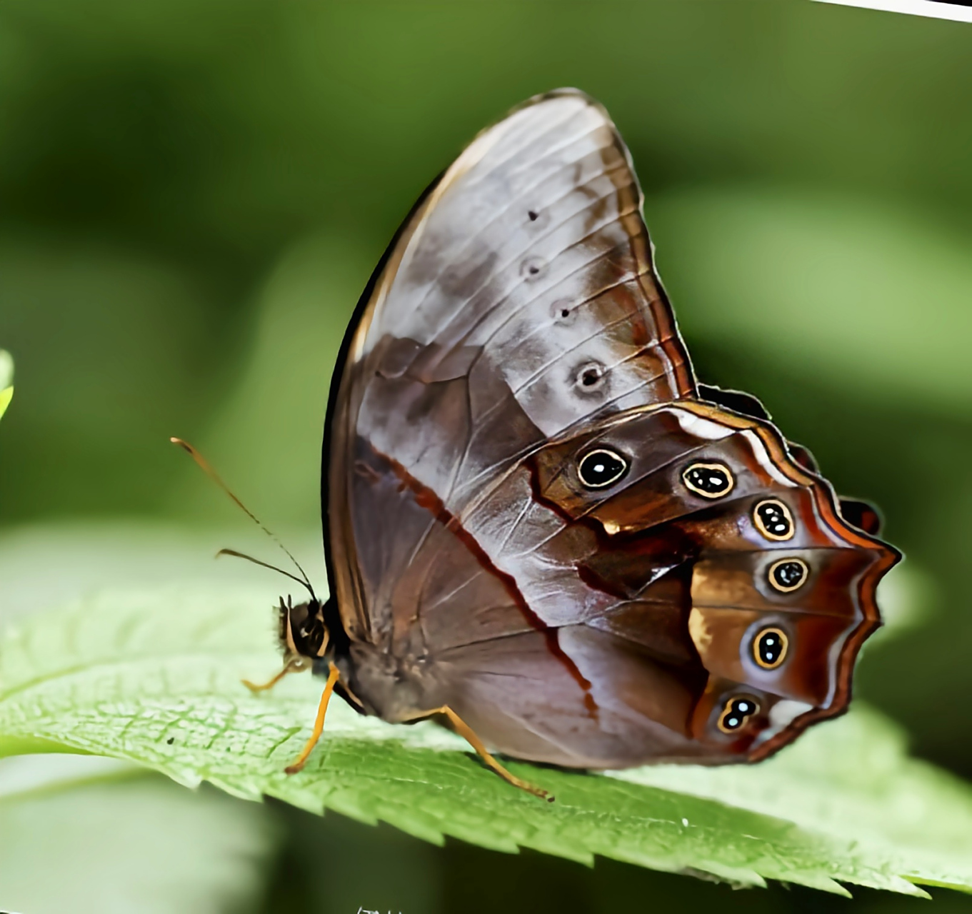 每天认识一种昆虫——曲纹黛眼蝶 曲纹黛眼蝶是鳞翅目,眼蝶科,黛眼蝶