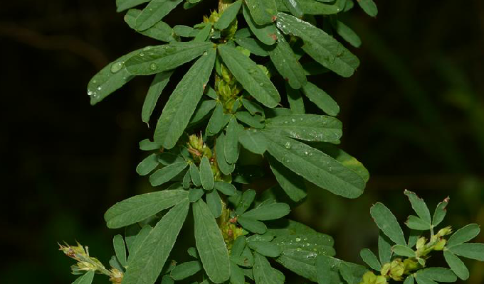 截葉鐵掃帚(夜關門)是一種什麼樣的植物?