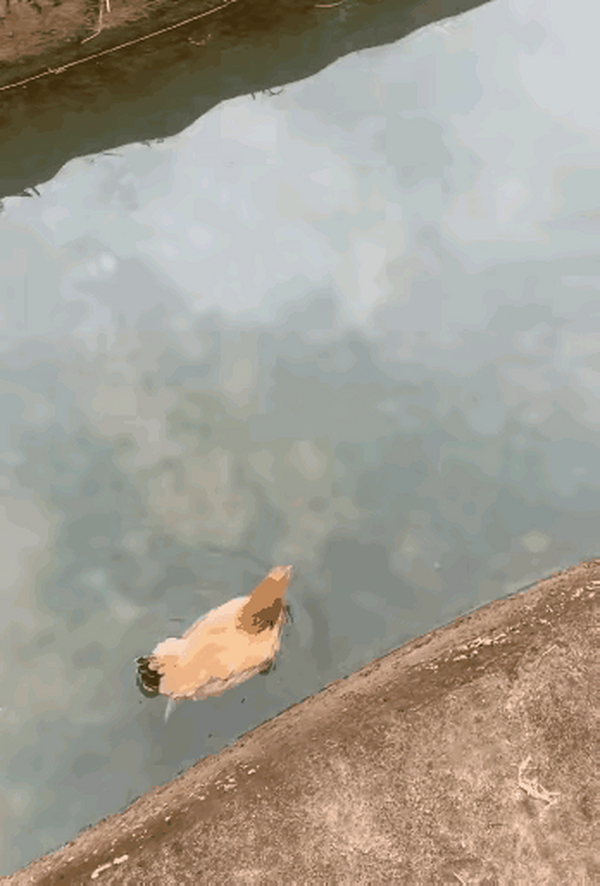 鸡居然在河里也能游泳,而且游得很潇洒,很惬意  我想说:这只鸡应该是