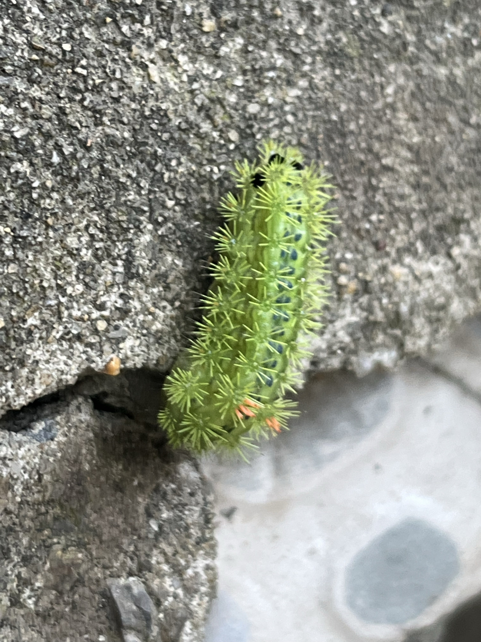 久违的刺毛虫,来到我家院子里作客[捂脸]今天还知道了它也叫洋辣子!