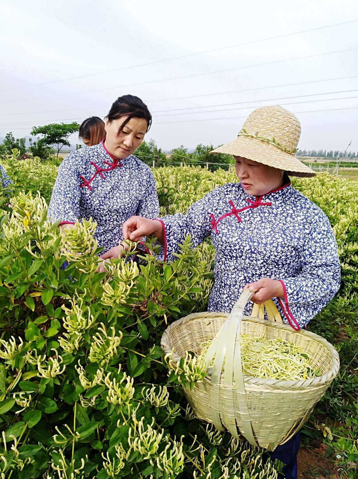 美女采摘北花一号金银花