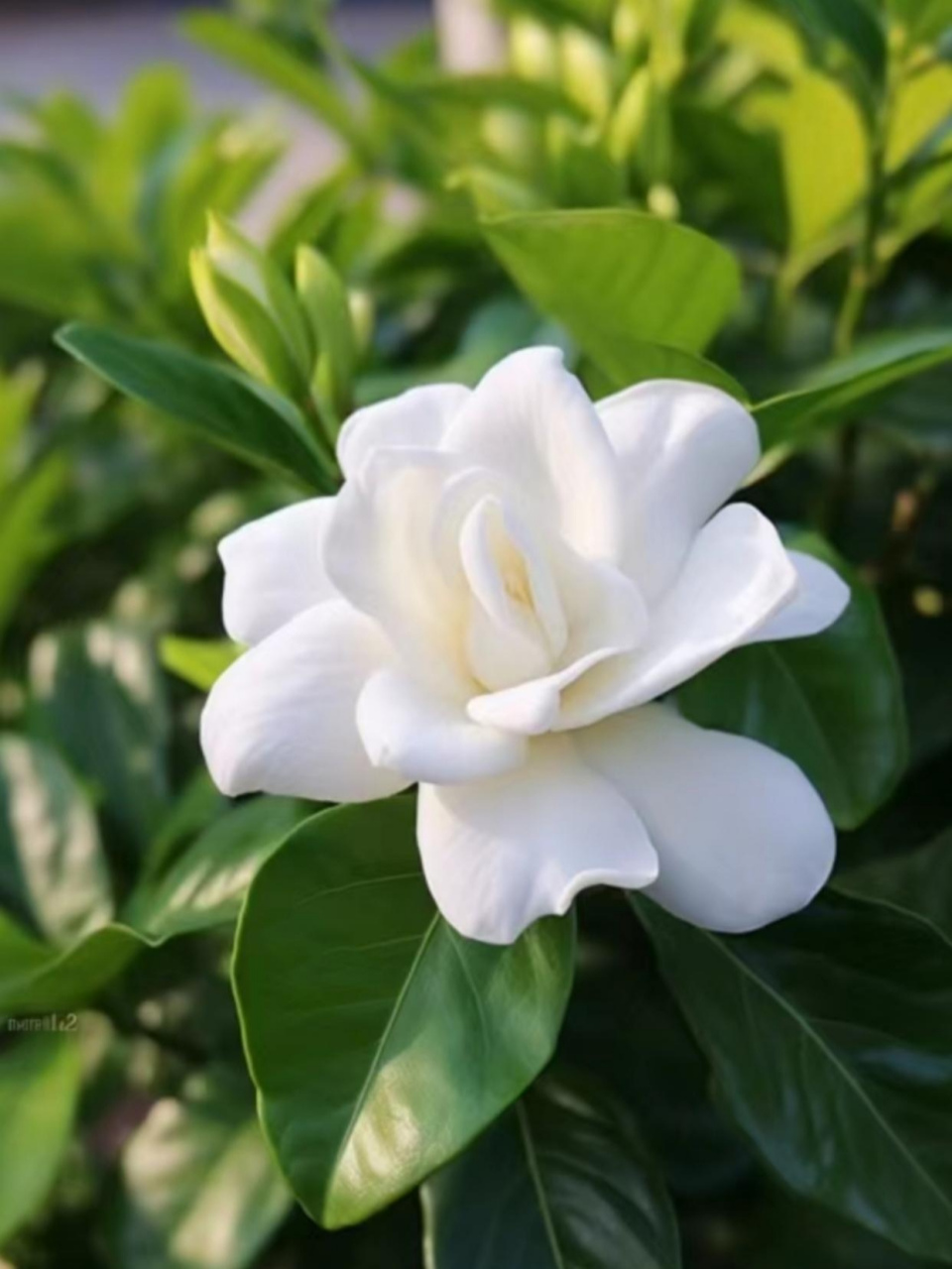 一朵洁白如雪,温润如玉的重瓣大花栀子
