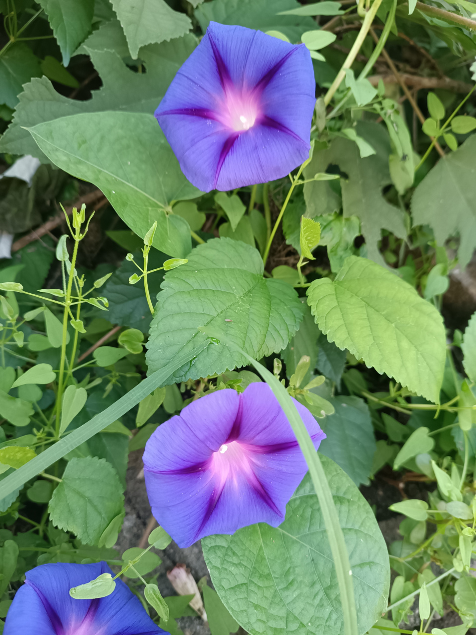 牵牛花名字的由来  牵牛花, 有圆叶牵牛, 有裂叶