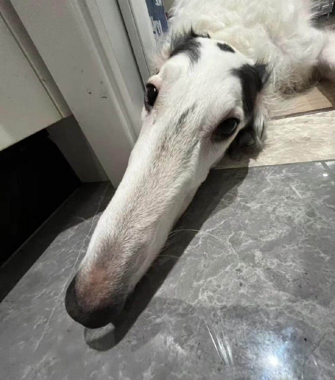 这是什么品种的狗狗,怎么脸这么长?