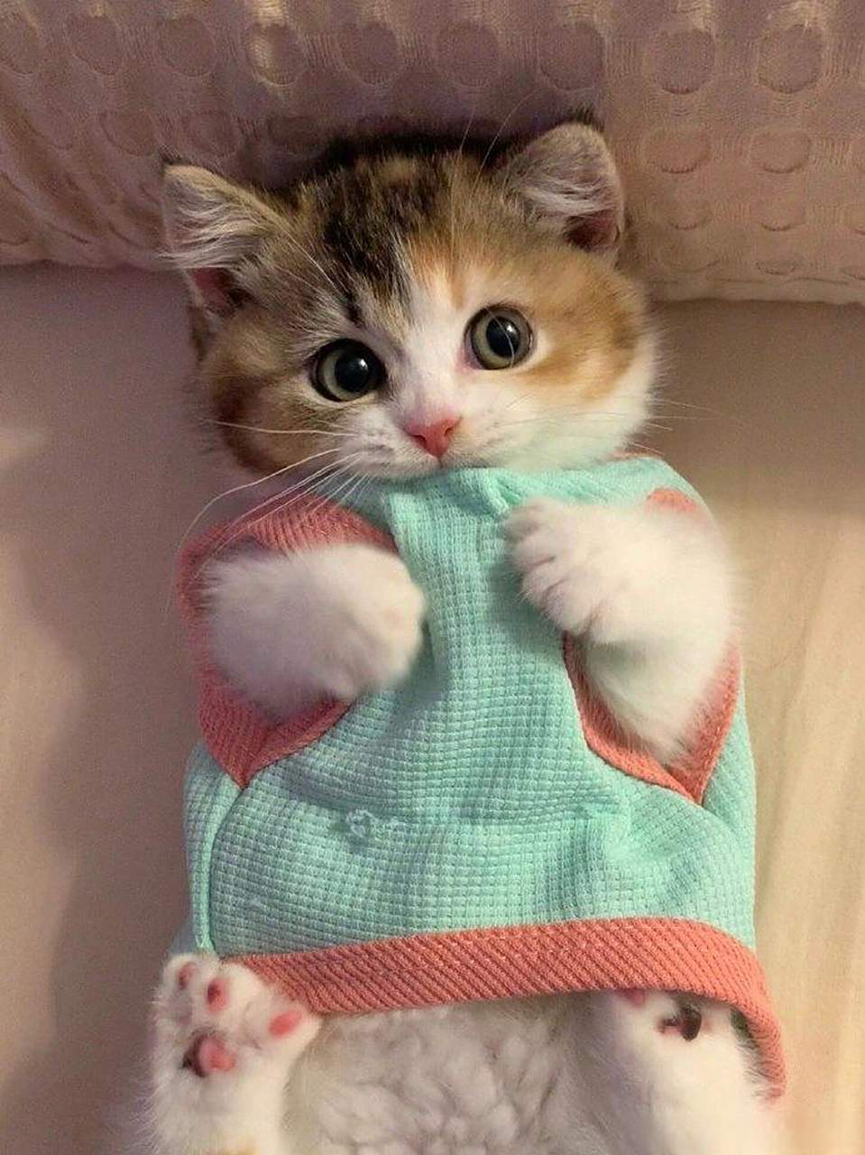 看一眼就拒绝不了的小猫咪,实在是太萌了#搞笑萌宠# #萌宠# #萌宠日常