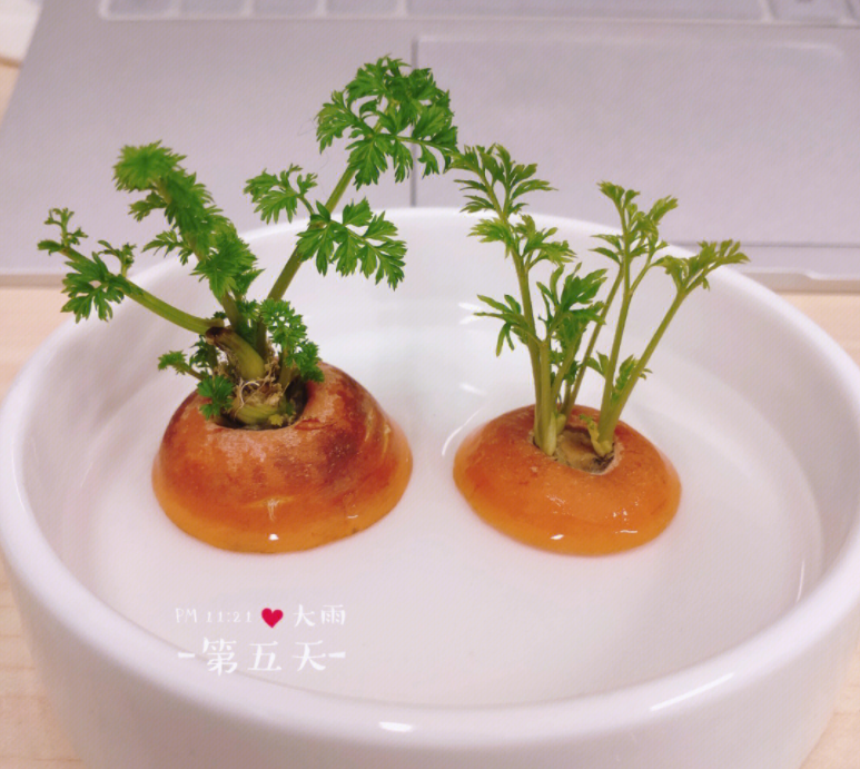 水培胡萝卜的方法和步骤