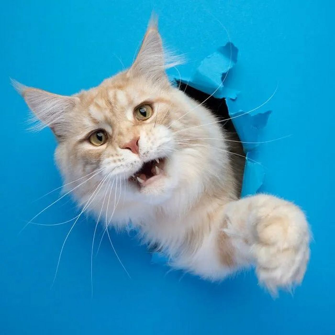 这些猫咪的"穿墙"照,可爱又搞怪.真是太萌了!