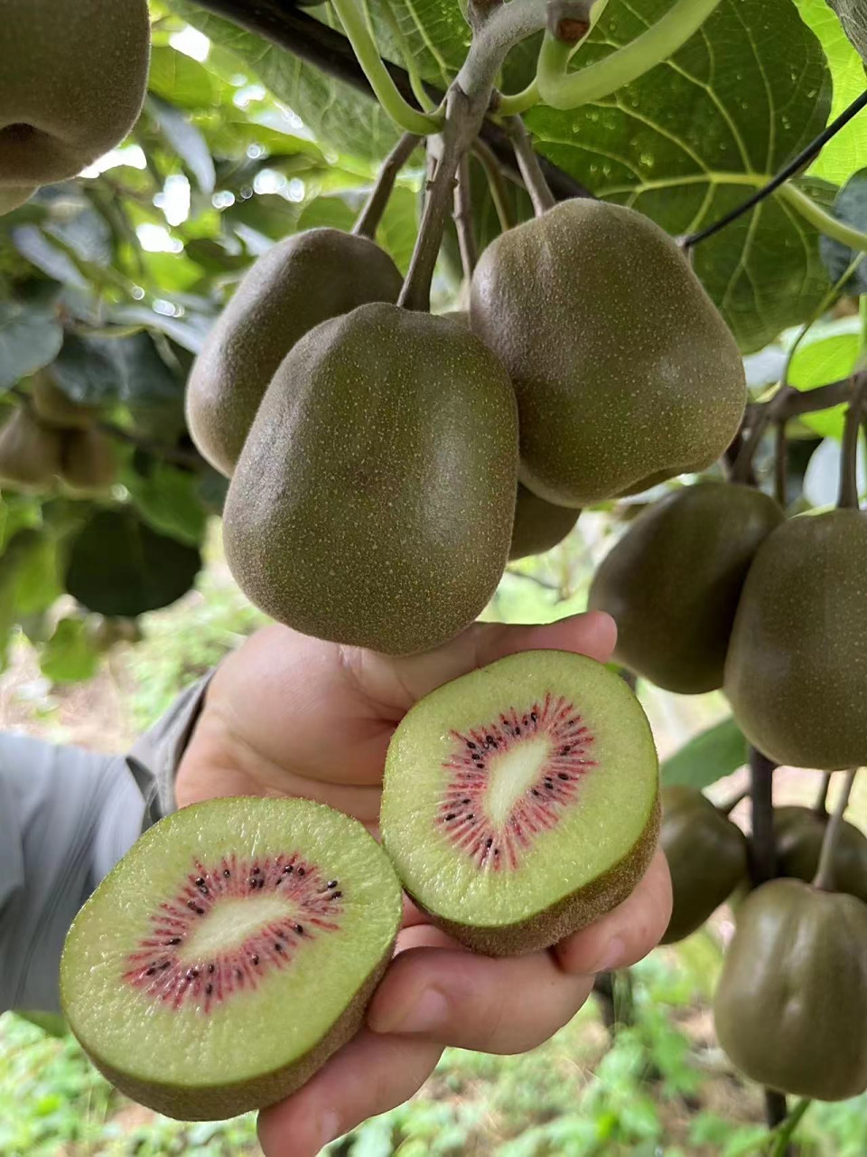 四川蒲江的红心猕猴桃,是一款口感绝佳的美味水果