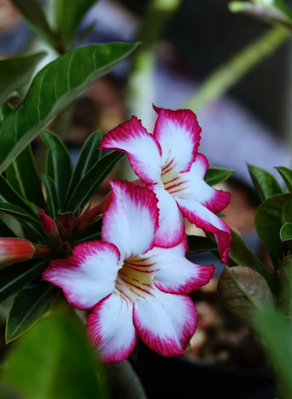 单瓣沙漠玫瑰,阳光很暖  ,微风很甜 , 万物可爱  ,人间值得!