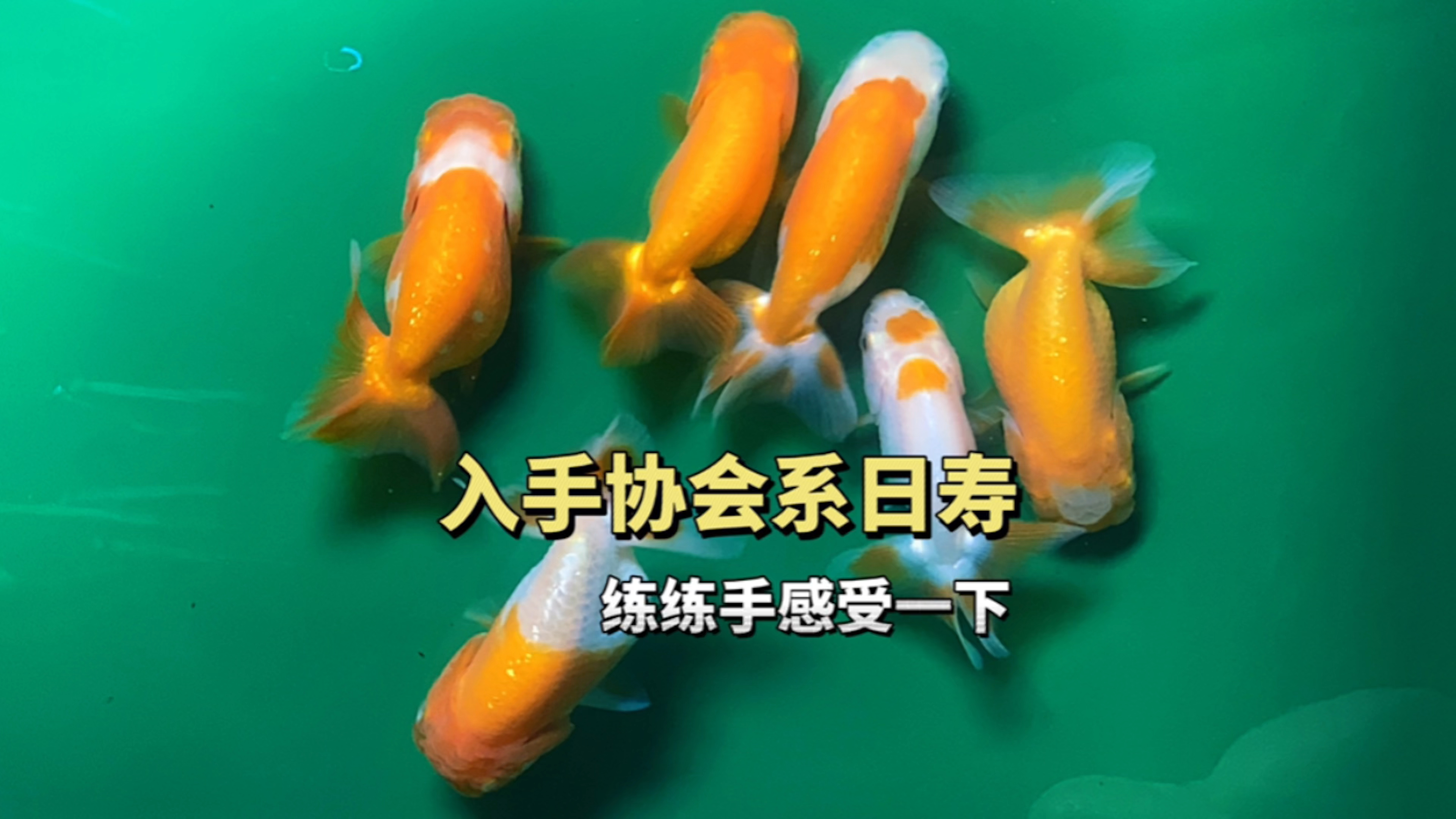 入手协会系日寿金鱼,练练手感受一下鱼的习性