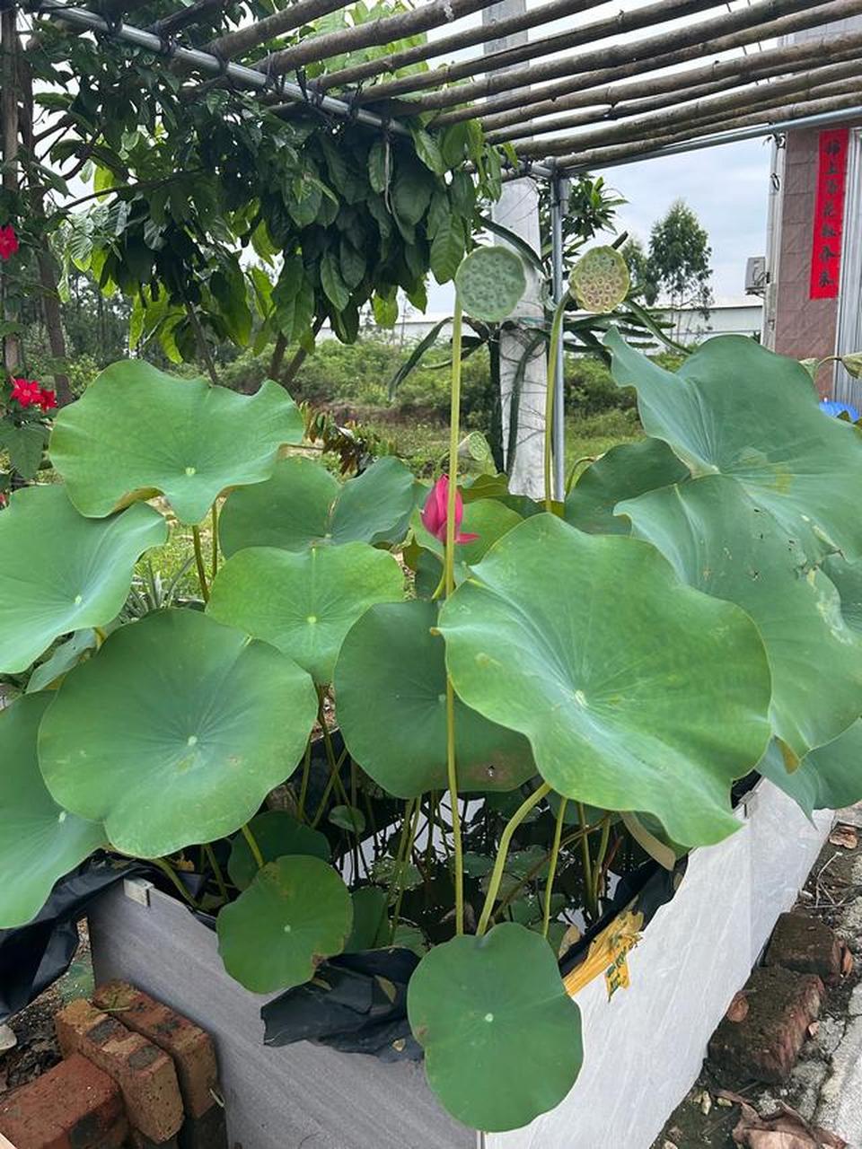 汪曾祺曾说: "我以为,最美的日子, 当是晨起侍花,闲来煮茶, 阳光下