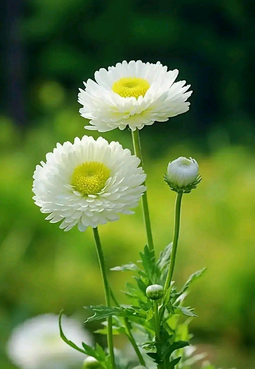 分享图片:孤傲的小白菊