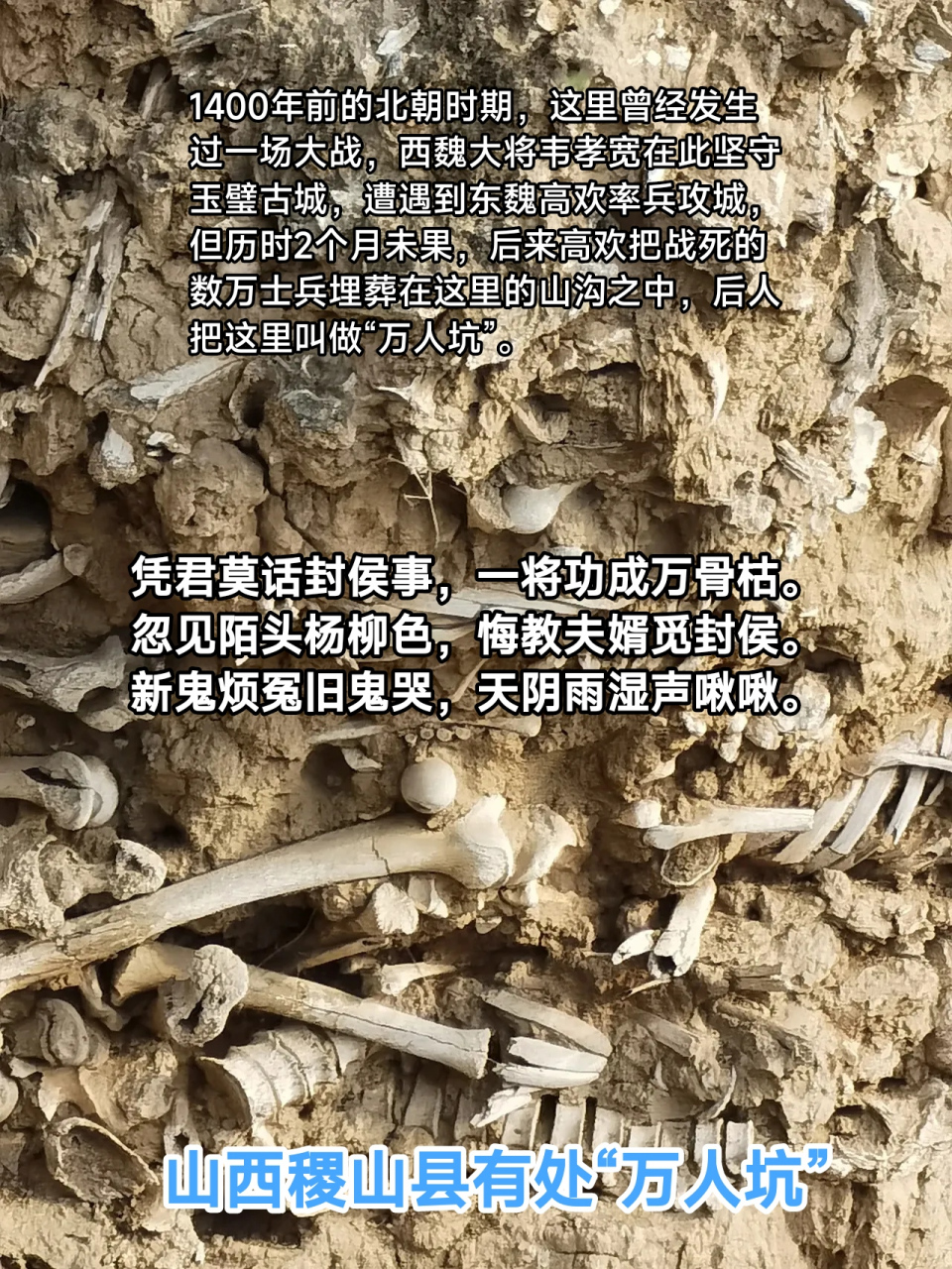 山西稷山县玉璧城遗址黄土断崖之上,有一处"万人坑", 骷髅依稀可辩,层
