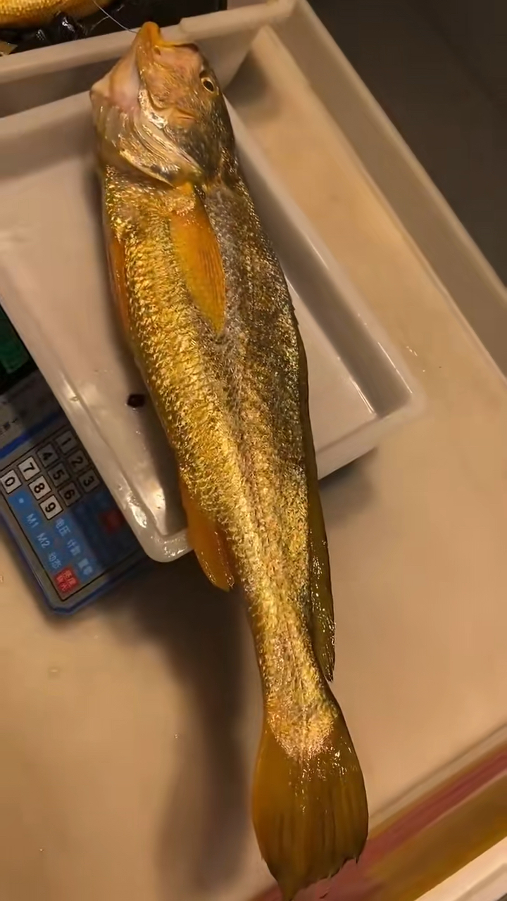 刚钓上来的野生大黄鱼 漂亮极了